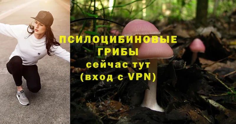 Галлюциногенные грибы Psilocybe Иннополис